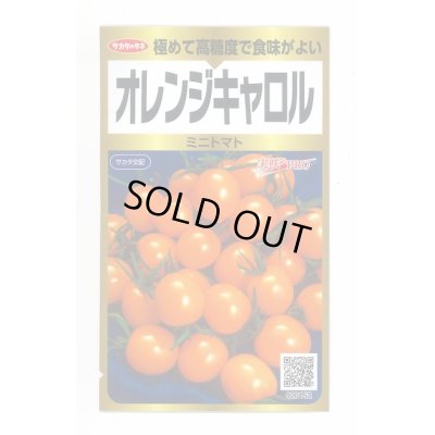 画像1: 送料無料　[トマト/ミニトマト]　オレンジキャロル　40粒　(株)サカタのタネ　実咲PRO