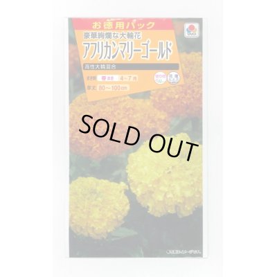 画像1: 送料無料　花の種　お徳用パック！アフリカンマリーゴールド　高性大輪混合　タキイ種苗　NL500