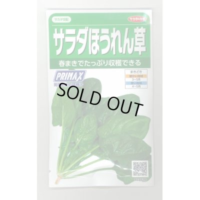 画像1: 送料無料 [ほうれんそう]　サラダほうれん草　約900粒　サカタのタネ（株）　実咲300