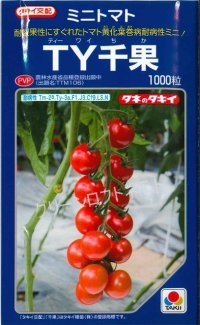 送料無料　トマト　TY千果　1000粒　タキイ種苗(株)