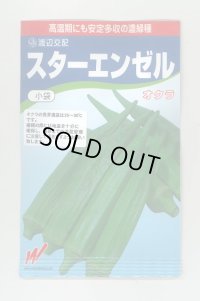 送料無料　[オクラ]　スターエンゼル　45粒　渡辺交配