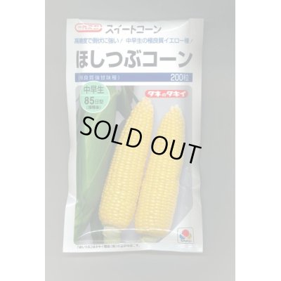 画像1: 送料無料　[とうもろこし]　ほしつぶコーン　200粒　タキイ種苗