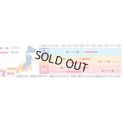 画像3: 送料無料　花の種　ルピナス　ピクシーデライトミックス　約30粒　(株)サカタのタネ　実咲250（026298）