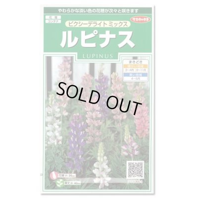 画像1: 送料無料　花の種　ルピナス　ピクシーデライトミックス　約30粒　(株)サカタのタネ　実咲250（026298）