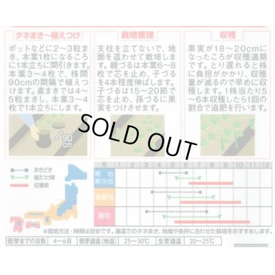 画像2: 送料無料　[キュウリ]　霜知らず地這　約50粒　(株)サカタのタネ　実咲300（002850）