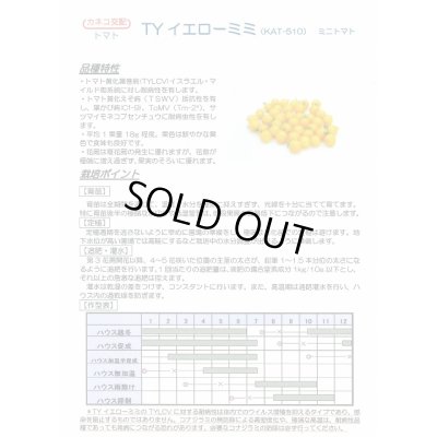 画像2: 送料無料　[トマト/ミニトマト]　TYイエローミミ　1000粒　カネコ交配