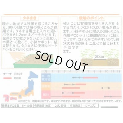 画像2: 送料無料　花の種　アリッサム　混合　約300粒　（株）サカタのタネ　実咲200（026308）