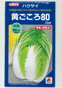 送料無料 [白菜]　黄ごころ80　20ｍｌ　タキイ種苗（株）　