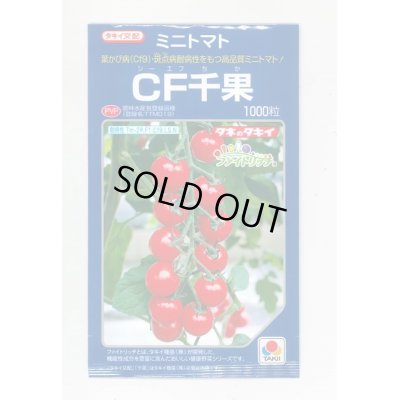 画像1: 送料無料　[トマト/ミニトマト]　CF千果　1000粒　貴種(コートしてません)　タキイ種苗(株)