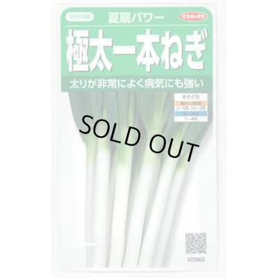 画像1: 送料無料　[ねぎ]　夏扇パワー　3ml(粒数目安およそ500粒)　(株)サカタのタネ　実咲450（101526）