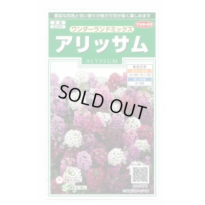 画像1: 送料無料　花の種　アリッサム　ワンダーランドミックス　約43粒　(株)サカタのタネ　実咲250（102787）