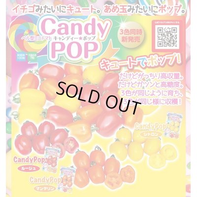 画像2: 送料無料　[トマト/ミニトマト]　キャンディポップ　ルージュ　100粒　ナント種苗(株)