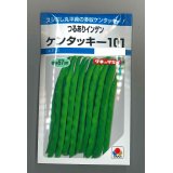 送料無料　[いんげん]　ケンタッキー101　約65粒　タキイ種苗　MF