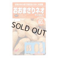 送料無料　[落花生]　おおまさりネオ　むき実種子　20粒　渡辺農事