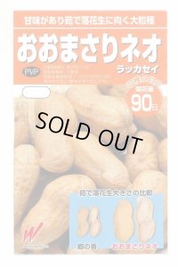 送料無料　[落花生]　おおまさりネオ　むき実種子　20粒　渡辺農事