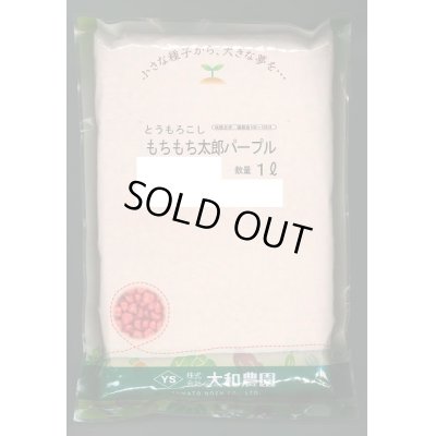 画像1: 送料無料　[とうもろこし]　もちもち太郎パープル　1L　大和農園