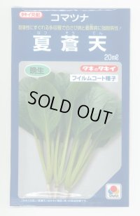 送料無料　[小松菜]　夏蒼天　20ml　タキイ種苗(株)