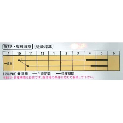 画像3: 送料無料　[えんどう]　兵庫絹莢えんどう　20ml　大和農園