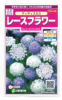 送料無料 花の種　　ディディスカス　レースフラワー　1.2ml 　サカタのタネ（株）実咲350