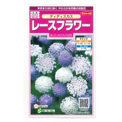 画像1: 送料無料 花の種　　ディディスカス　レースフラワー　1.2ml 　サカタのタネ（株）実咲350