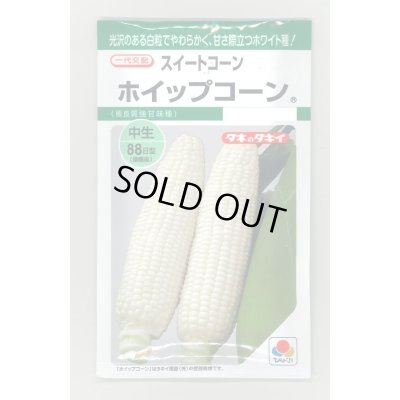 画像1: 送料無料　[とうもろこし]　ホイップコーン　40粒　タキイ種苗　GF