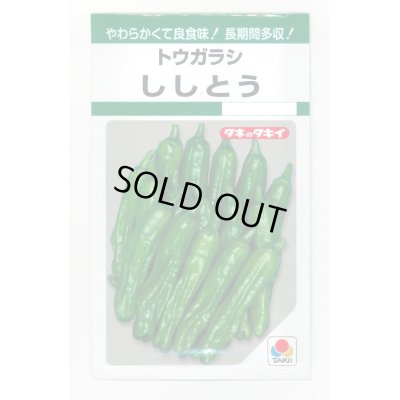 画像1: 送料無料　[ししとう]　ししとう　135粒　タキイ種苗　GF