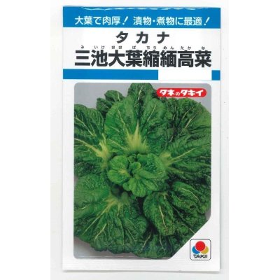 画像1: 送料無料　[葉物]　三池大葉縮緬高菜　3.5ml　タキイ種苗　MF