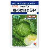 送料無料　[キャベツ]　春のかほりSP　150粒　タキイ種苗(株)　DF