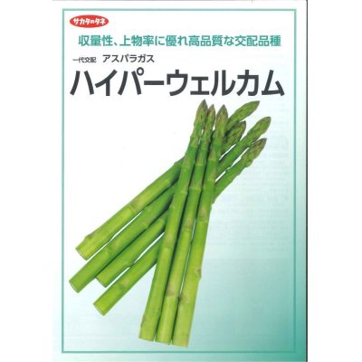 画像2: 送料無料　[アスパラガス]　ハイパーウェルカム　1000粒　(株)サカタのタネ