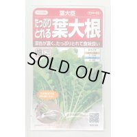 送料無料　[大根]　葉ダイコン　葉大臣　約900粒　(株)サカタのタネ　実咲350（003088）