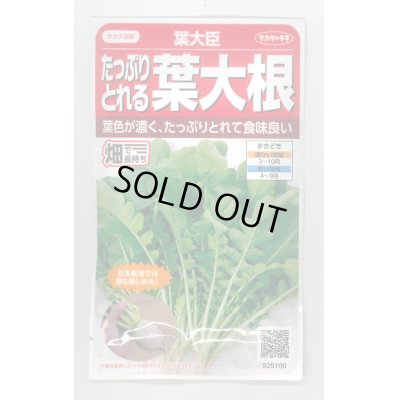 画像1: 送料無料　[大根]　葉ダイコン　葉大臣　約900粒　(株)サカタのタネ　実咲350（003088）