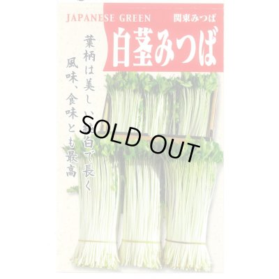 画像1: 送料無料　[葉物]　白茎みつば(関東みつば)　20ml