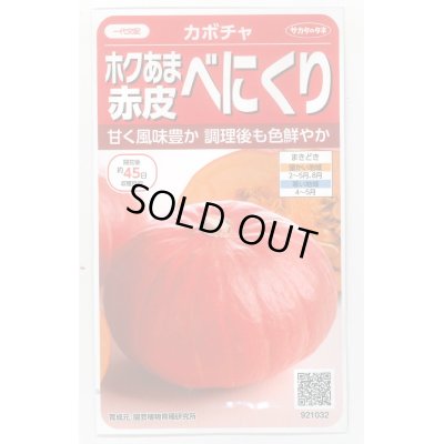 画像1: 送料無料　[かぼちゃ]　べにくり　6粒　(株)サカタのタネ　実咲450（002874）