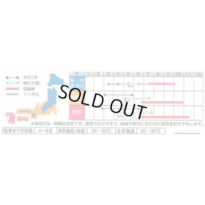 画像4: 送料無料　[トマト/ミニトマト]　キャロルパッション　12粒　(株)サカタのタネ　実咲450（002826）