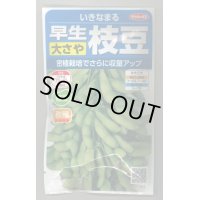 送料無料　[枝豆]　いきなまる　約40粒　(株)サカタのタネ　実咲350　（003157）　　　　　　　　　　　　　　　　　　　　　　　　　　　　　　　　　　　　