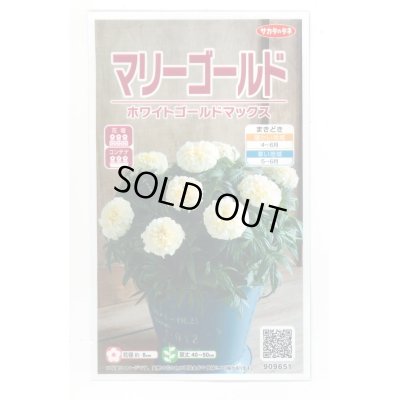 画像1: 送料無料　花の種　マリーゴールド　ホワイトゴールドマックス　約30粒　(株)サカタのタネ　実咲500（028554）