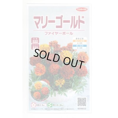 画像1: 送料無料　花の種　マリーゴールド　ファイヤーボール　約30粒　(株)サカタのタネ　実咲500（028555）