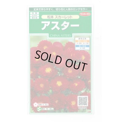 画像1: 送料無料　花の種　アスター　松本スカーレット　約190粒　(株)サカタのタネ　実咲250（026205）