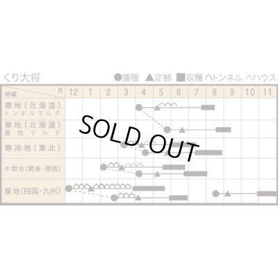 画像2: 送料無料　[かぼちゃ]　くり大将　100粒　トキタ種苗(株)