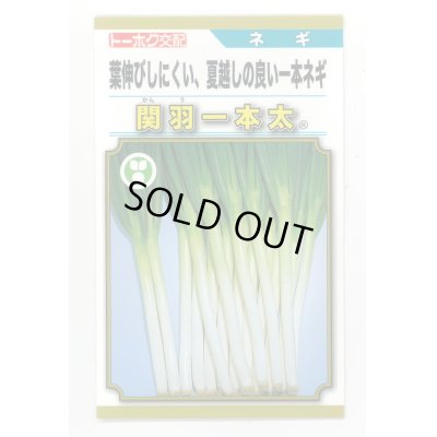 画像1: 送料無料　[ねぎ]　関羽一本太　5ml(およそ1,085粒)　(株)トーホク