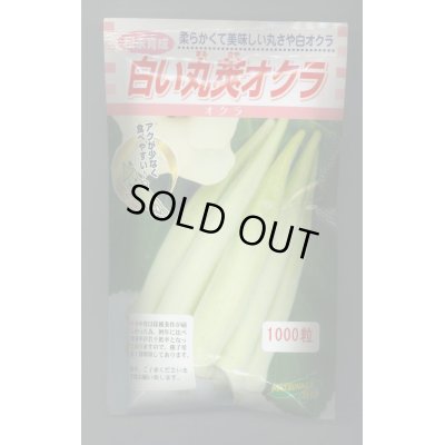 画像1: 送料無料　[オクラ]　白い丸莢オクラ　1000粒　松永種苗(株)