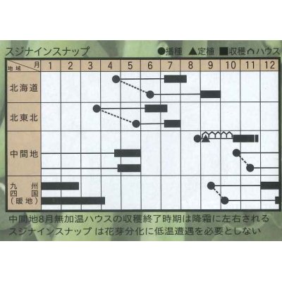 画像2: [えんどう]　サヤエンドウ　スジナインスナップ　2000粒　トキタ種苗(株)