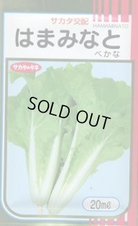 送料無料　[葉物]　はまみなとべかな　20ml　サカタのタネ(株)