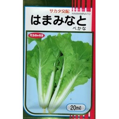 画像1: 送料無料　[葉物]　はまみなとべかな　20ml　サカタのタネ(株)