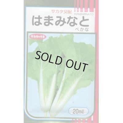 画像1: 送料無料　[葉物]　はまみなとべかな　20ml　サカタのタネ(株)