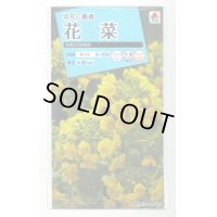 送料無料　花の種　花菜　京都伏見寒咲　タキイ種苗(株)