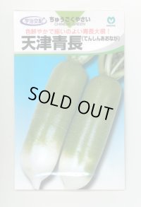 送料無料[大根]　天津青長　小袋(6ml)　丸種(株)