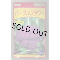 送料無料　[カリフラワー]　パープルフラワー　コート　30粒　武蔵野交配