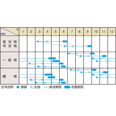 画像3: 送料無料　[キャベツ]　桜春EL　1ml　(株)大和農園