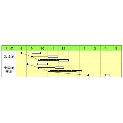 画像3: 送料無料　[ほうれんそう]　くろしお　1dl　小林種苗(株)